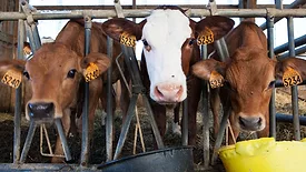 dairy cattle in feeding stall
