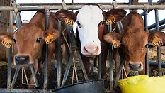 dairy cattle in feeding stall