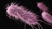 E. coli