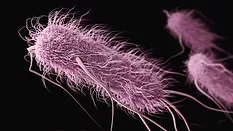 E. coli