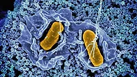 Salmonella invading a human cell Salmonella invading a human cell