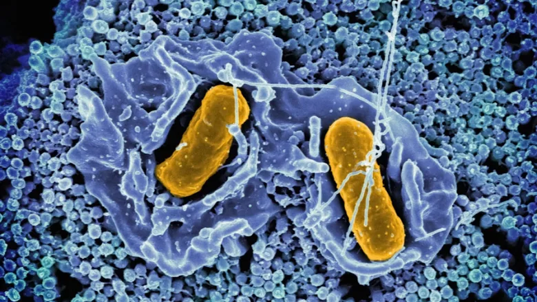 Salmonella invading a human cell
