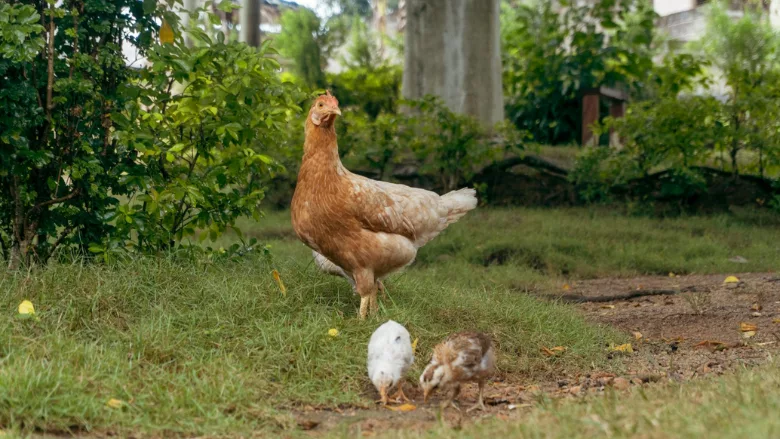 adult chicken and two chicks free range in Africa