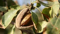 almond on tree ready for harvest