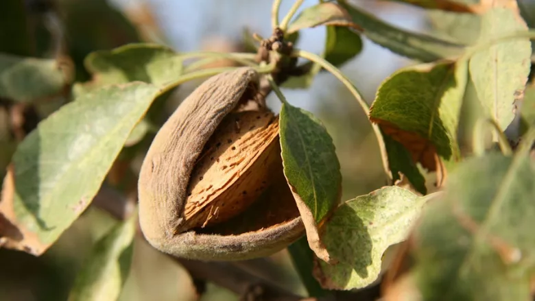almond on tree ready for harvest