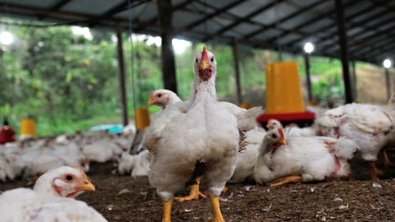 broilers on the farm