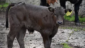 buffalo calf