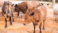 cattle herd.png cattle herd