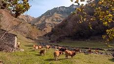 free range cattle mexico
