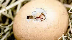 chick hatching from an egg