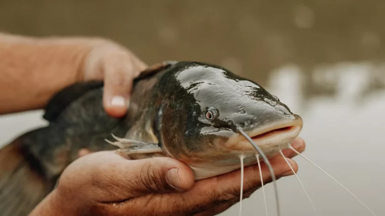 close-up of a person holding wild-caught catfish