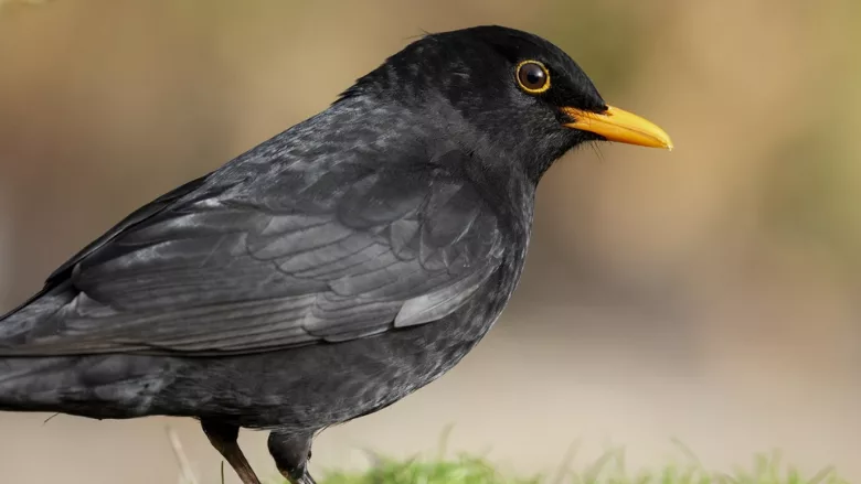 common blackbird