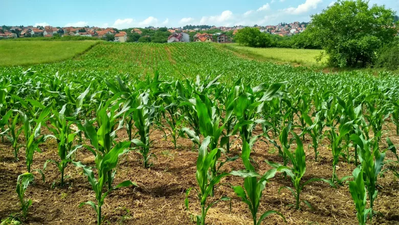 cornfield in spain