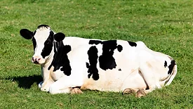 dairy cow laying in grass