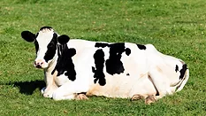 dairy cow laying in grass