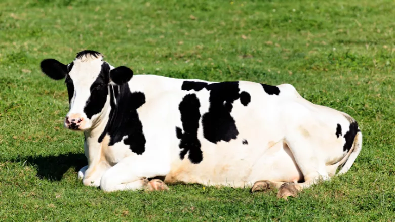 dairy cow laying in grass