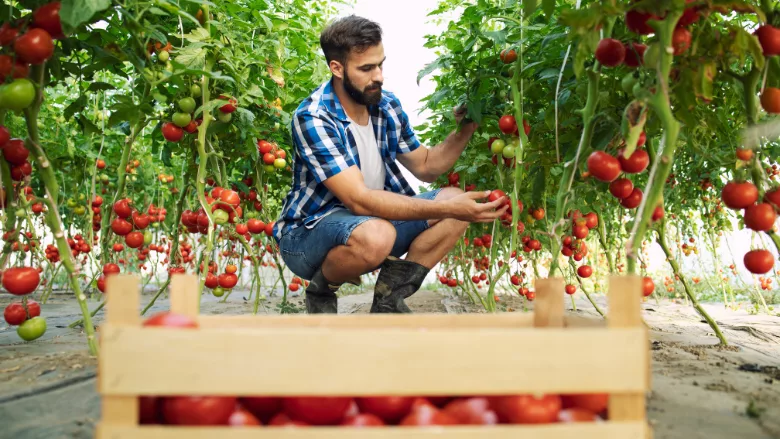 farmer picking tomatoes and putting in wooden crate