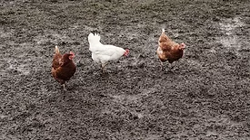 chickens