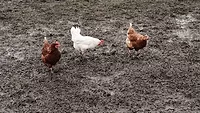 chickens