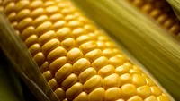 fresh corn cob close up