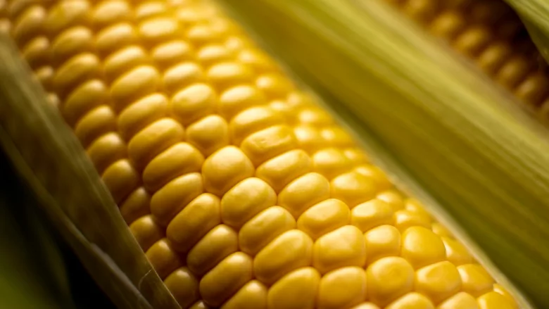 fresh corn cob close up