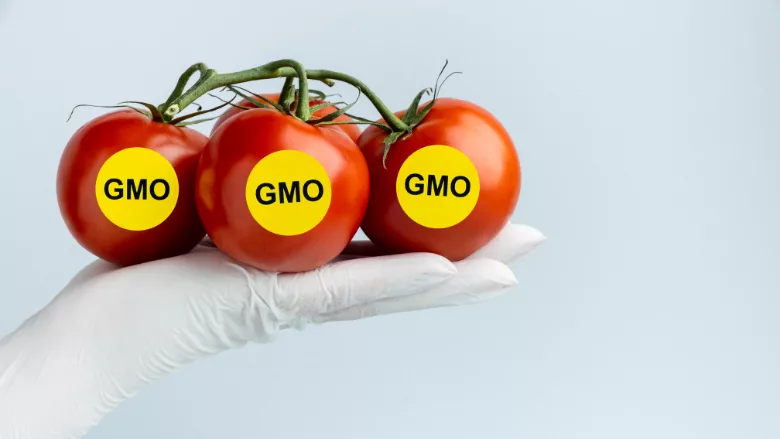 gloved hand holding tomatoes labeled GMO