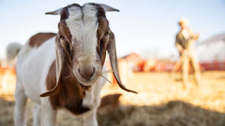 goat on a farm