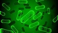 green rod shaped bacteria.png green rod shaped bacteria