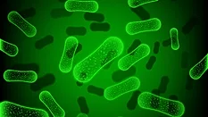 green rod shaped bacteria.png green rod shaped bacteria