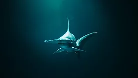 hammerhead shark underwater