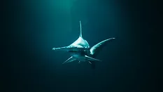 hammerhead shark underwater