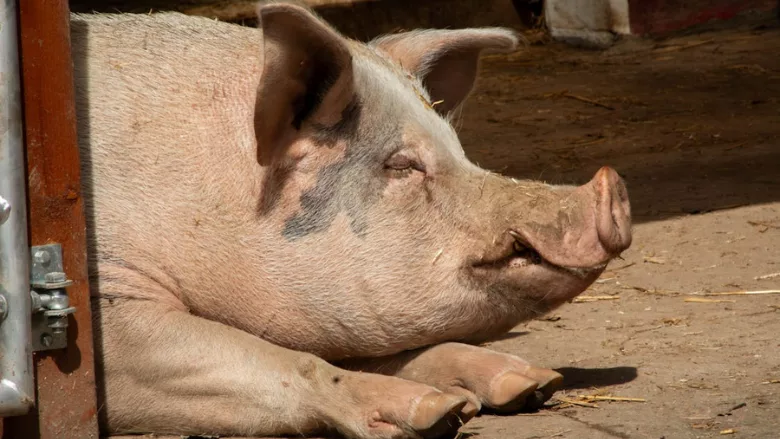hog lying down
