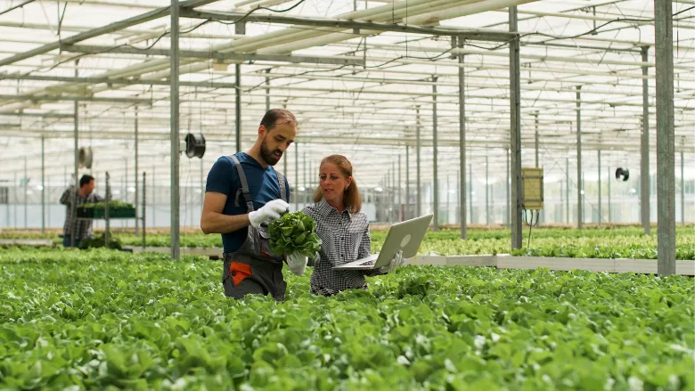 indoor leafy greens farm