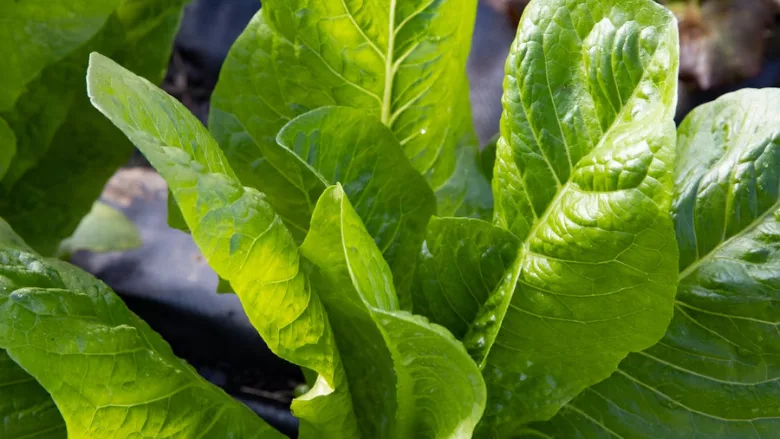leafy greens growing on the farm
