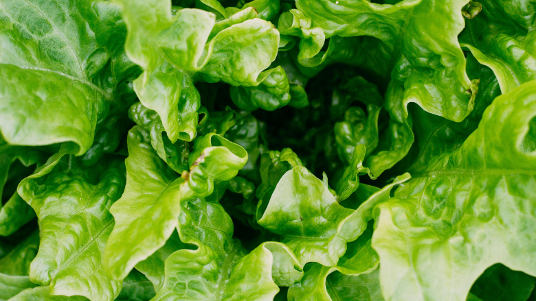 Study Explores Sanitizer Limitations Against Listeria Biofilms in Leafy Greens Production