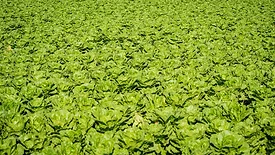 lettuce field