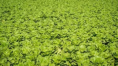 lettuce field