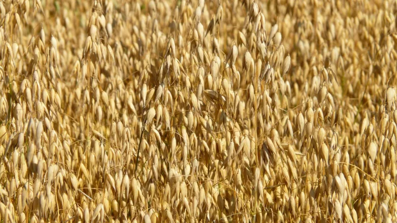 oat crops ready for harvest