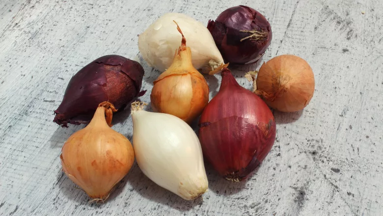 onions of different varieties