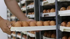 pallets of numbered eggs