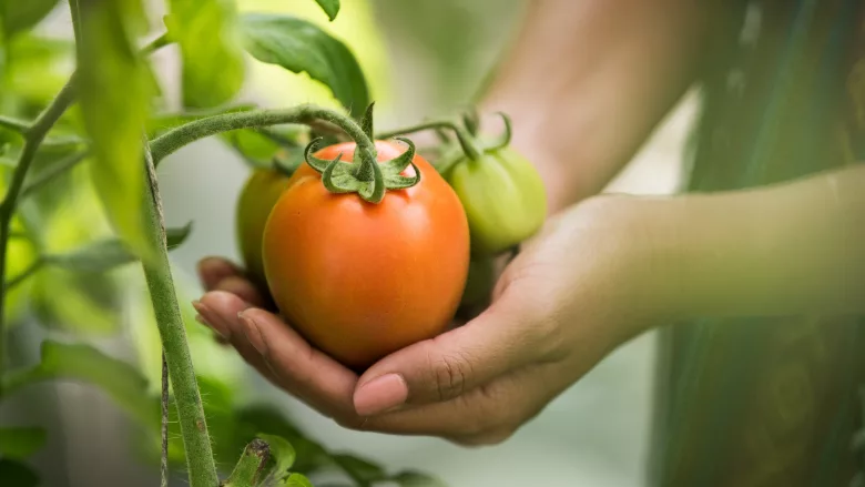 person cupping tomato on vine in hands