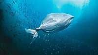 plastic bag the shape of a fish in ocean water.png plastic bag the shape of a fish floating in the ocean