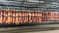 processed swine carcasses pork slaughterhouse