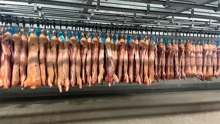 processed swine carcasses pork slaughterhouse processed swine carcasses pork slaughterhouse