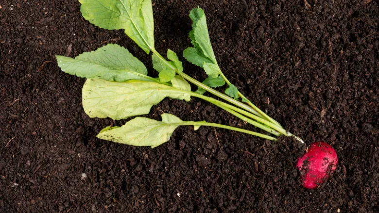 radish in soil