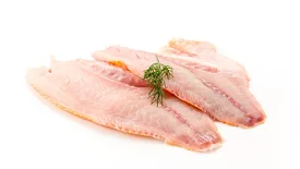 raw tilapia filets