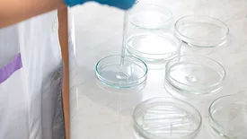 researcher dropping liquid in petri dishes