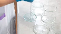 researcher dropping liquid in petri dishes.png researcher dropping liquid in petri dishes