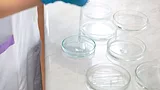 researcher dropping liquid in petri dishes.png researcher dropping liquid in petri dishes