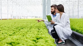 researchers looking at CEA crops